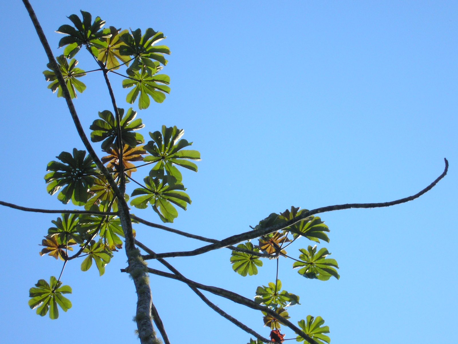 Ambay, planta de Pomelero