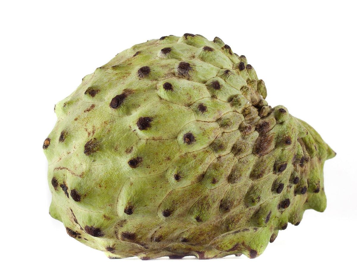 Atemoya, planta de Pomelero