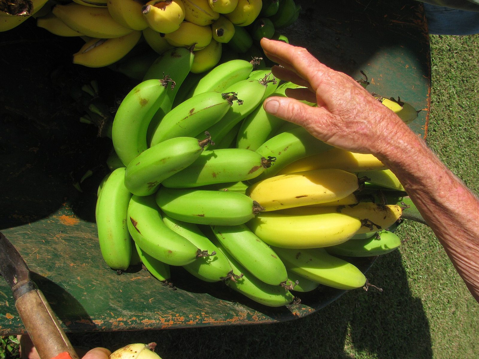 Banana De Oro, planta de Pomelero