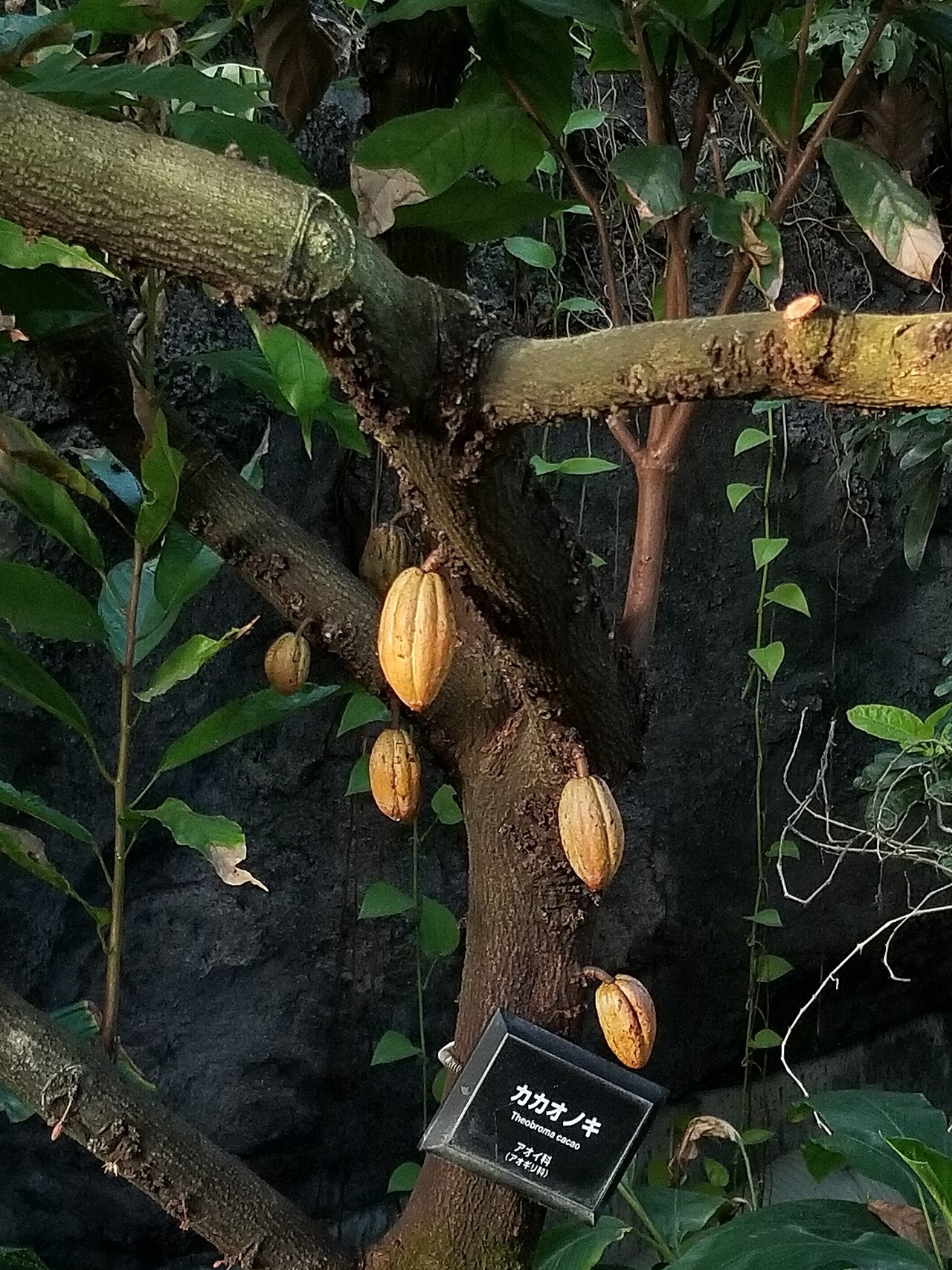Cacao, planta de Pomelero