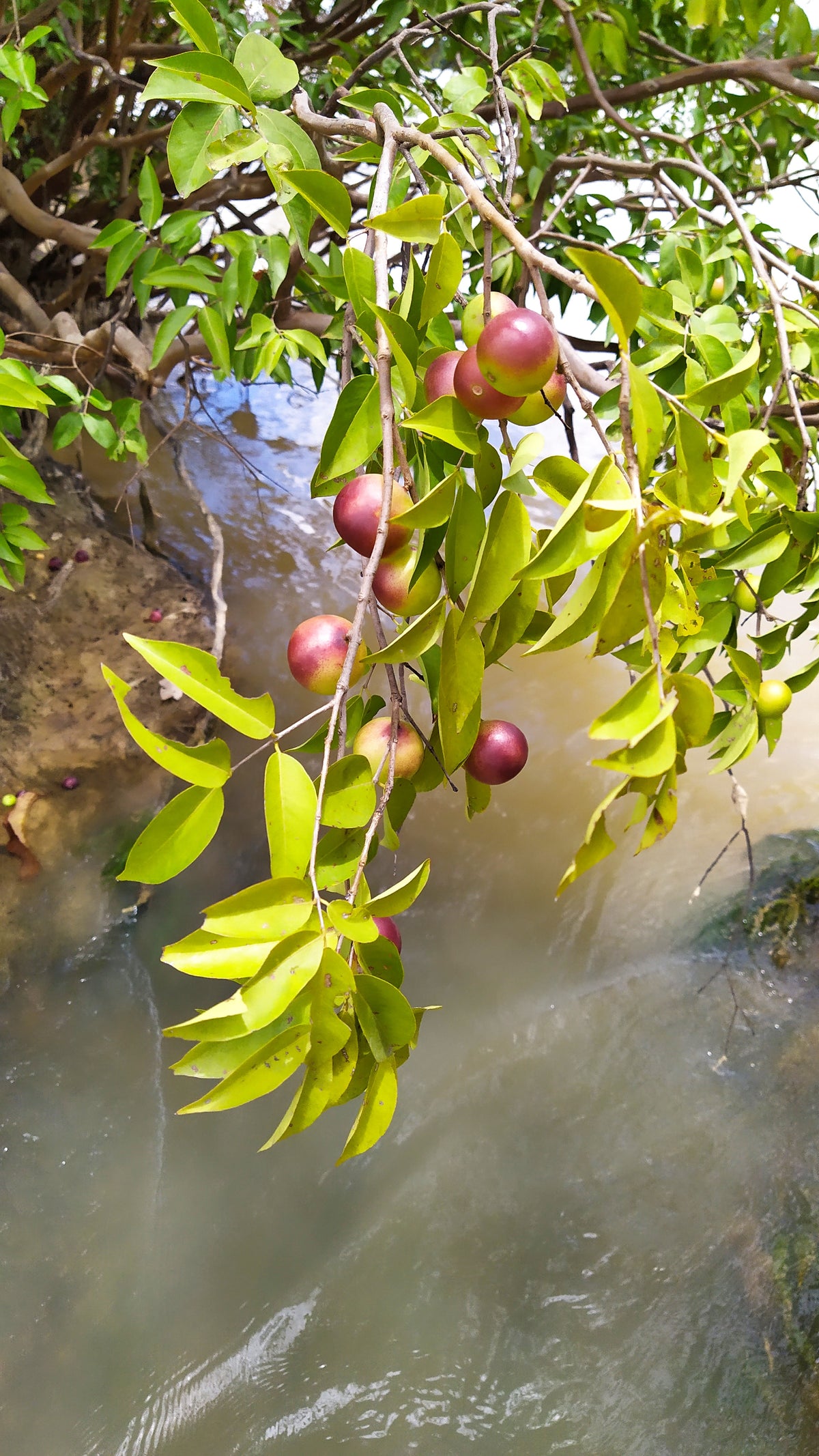 Camu Camu, planta de Pomelero