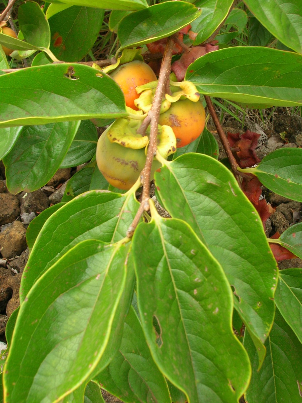 Caqui Kyoto, planta de Pomelero