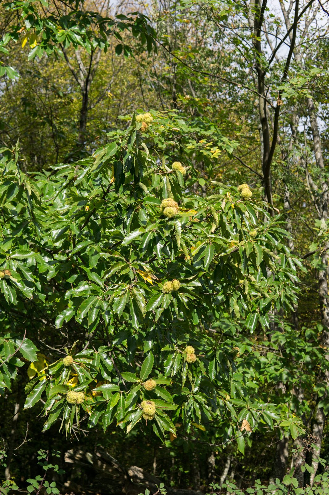 Castaña Portuguesa, planta de Pomelero