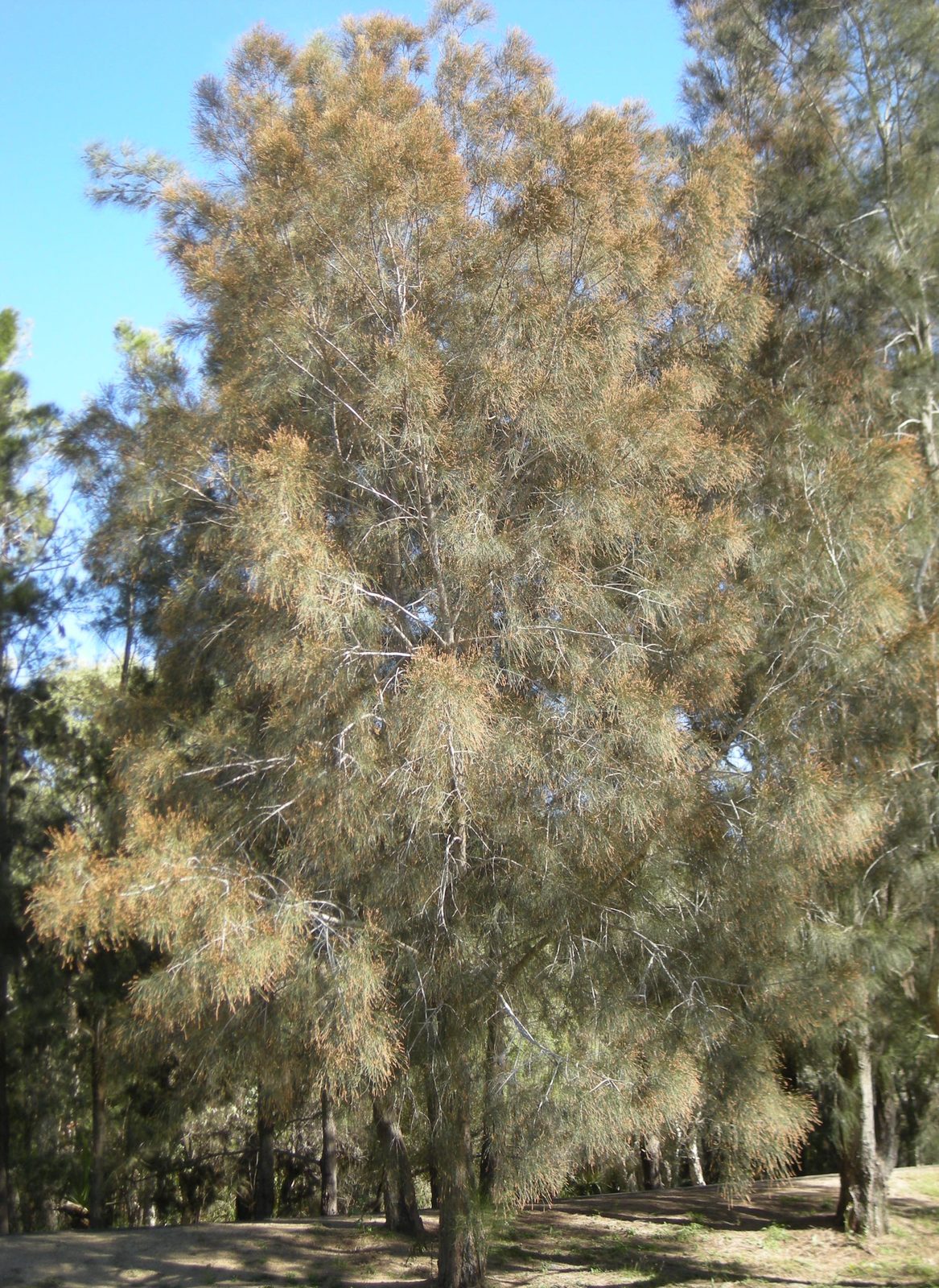 Casuarina cunninghamiana, planta de Pomelero