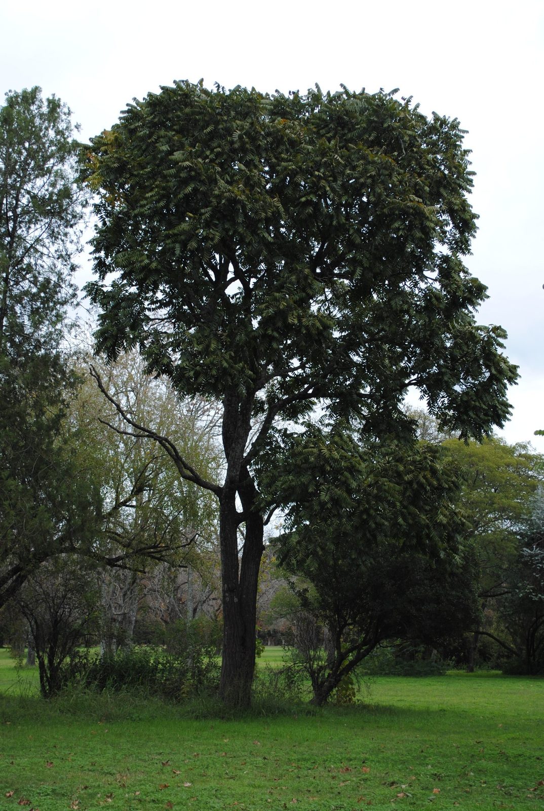 Cedro, planta de Pomelero