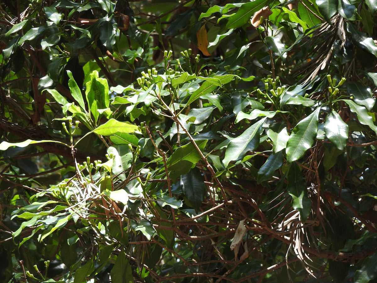 Clavo De Olor, planta de Pomelero