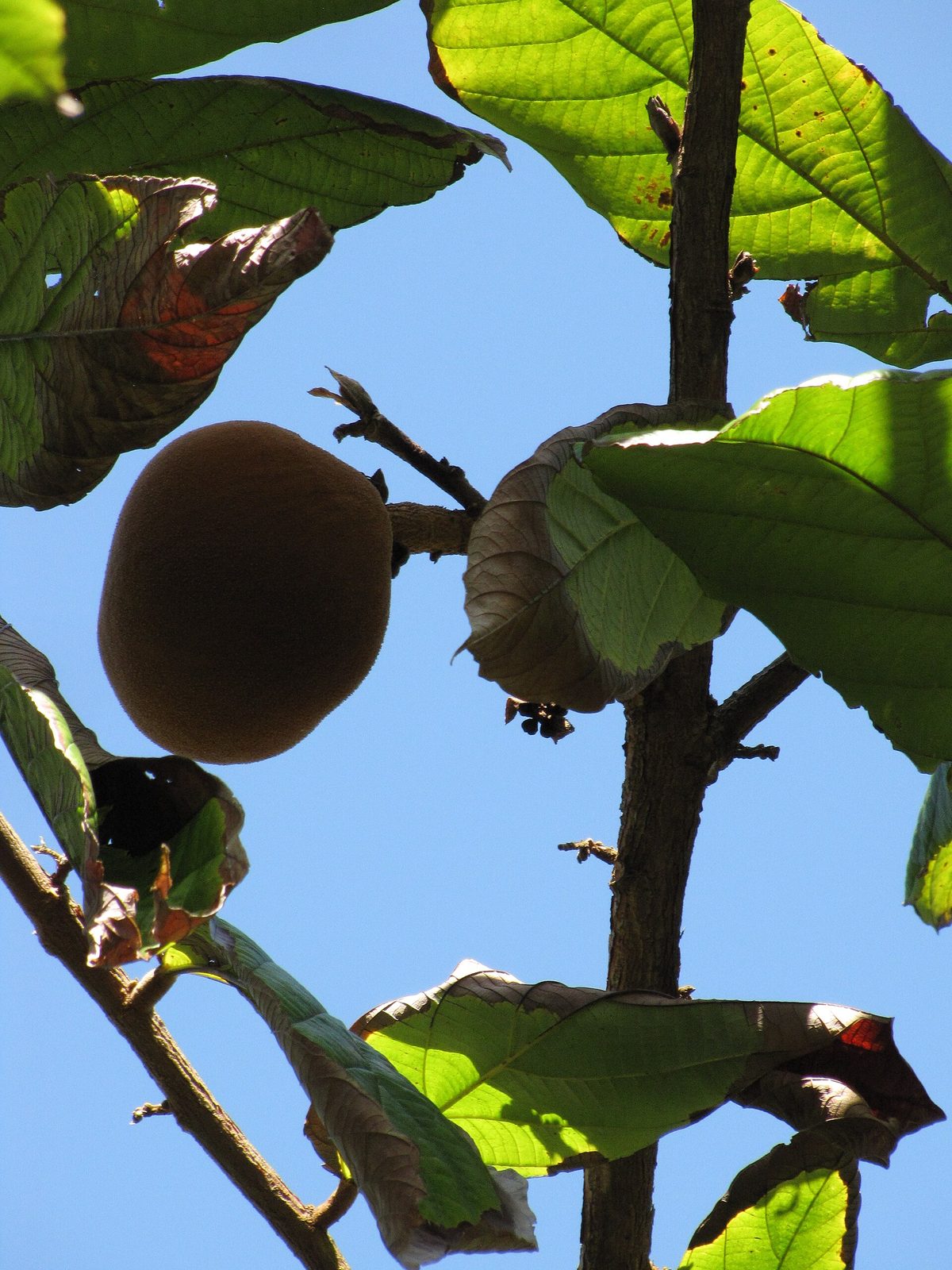 Copoazú, planta de Pomelero