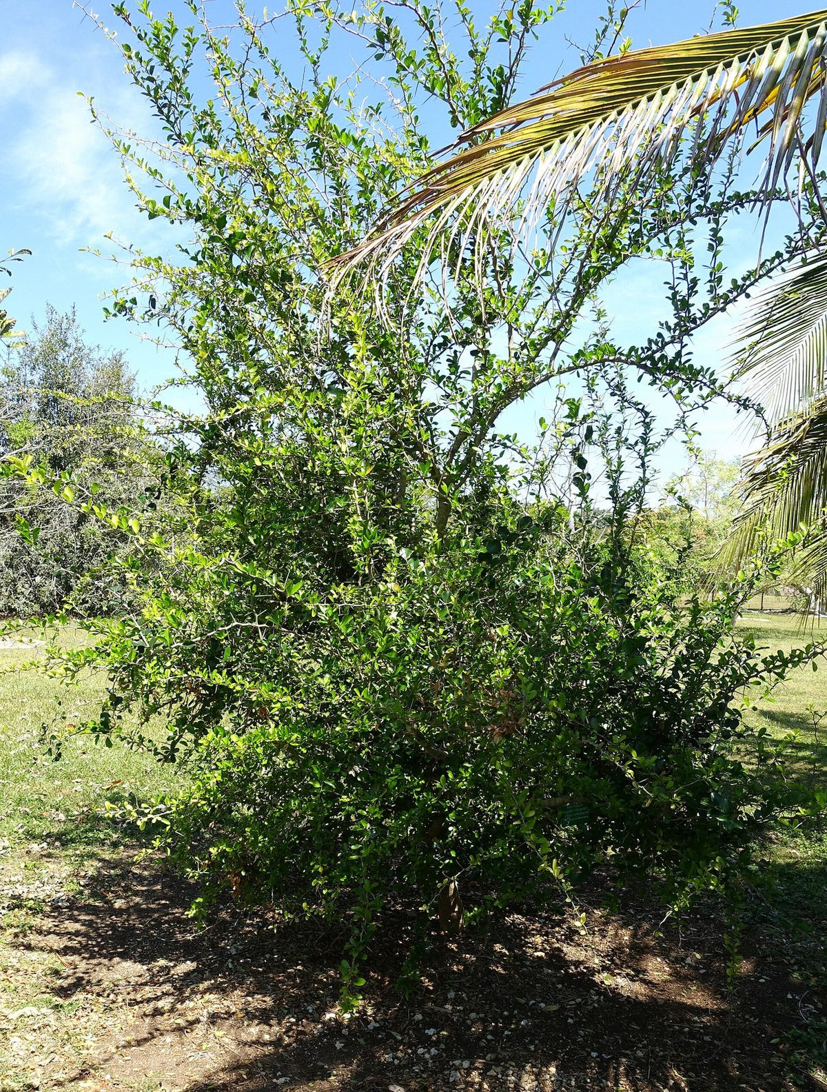 Dovialis Dulce, planta de Pomelero