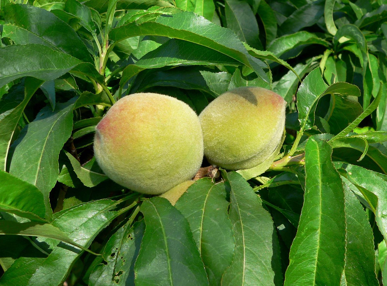 Durazno Kampai, planta de Pomelero