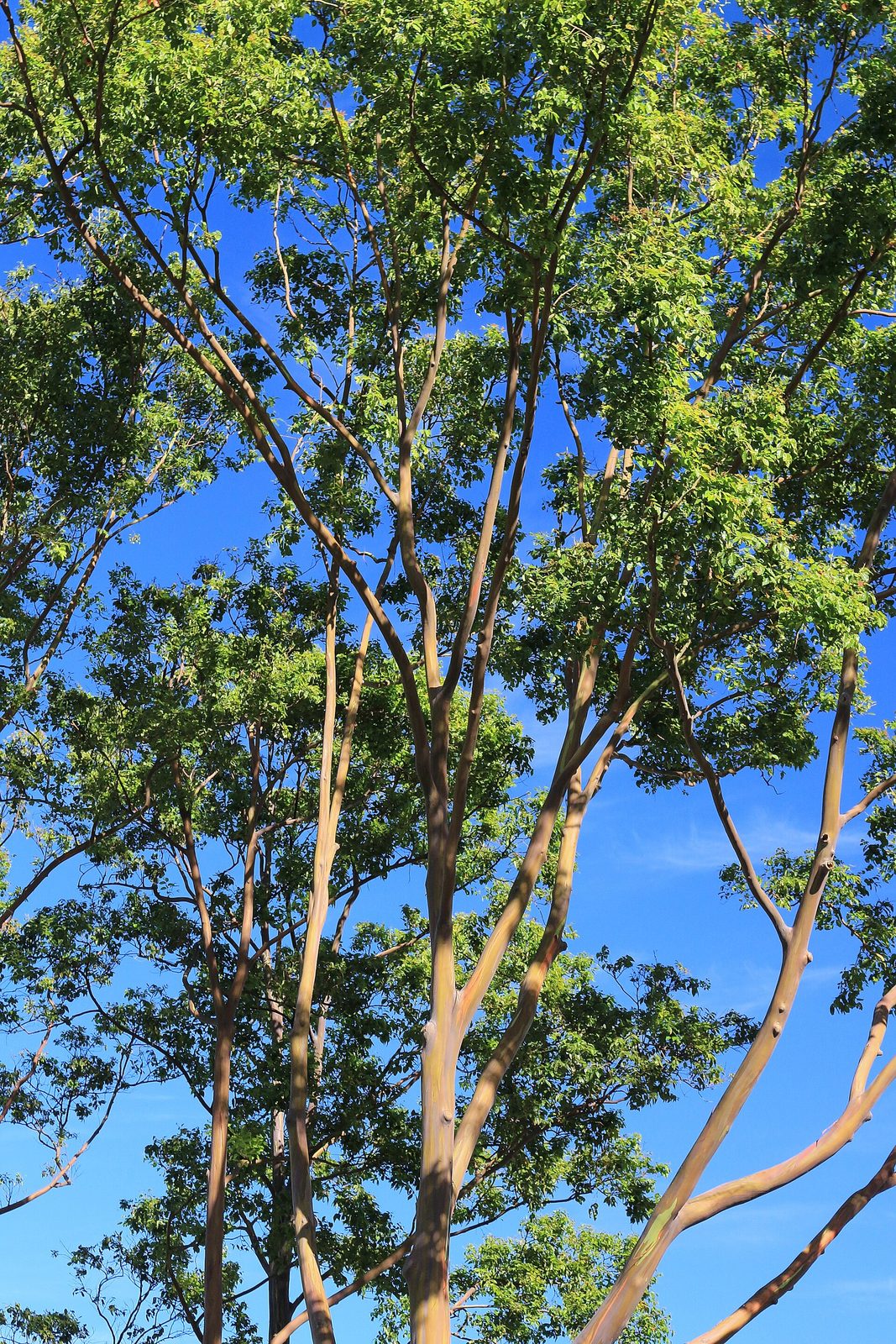 Eucalipto Arcoíris, planta de Pomelero