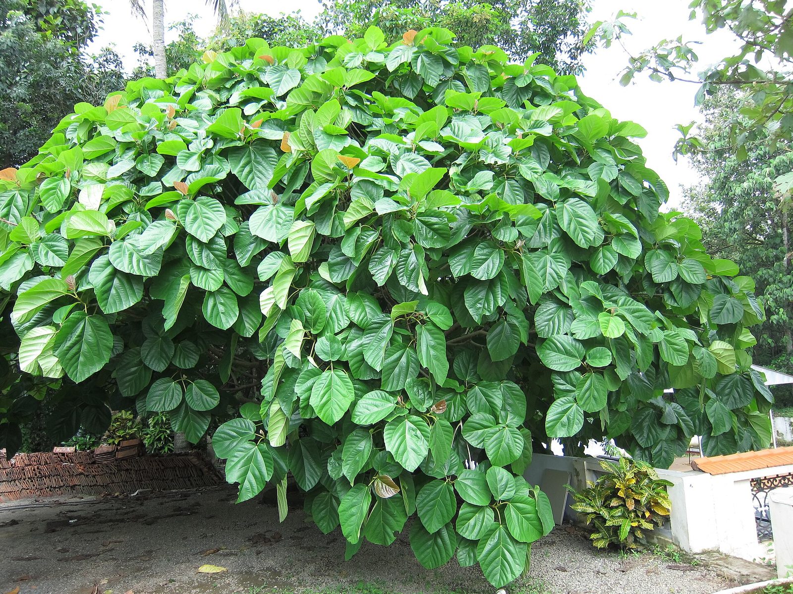 Ficus Auricalata, planta de Pomelero