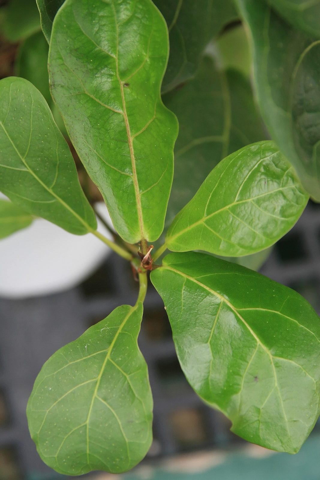 Ficus Lyrata, planta de Pomelero