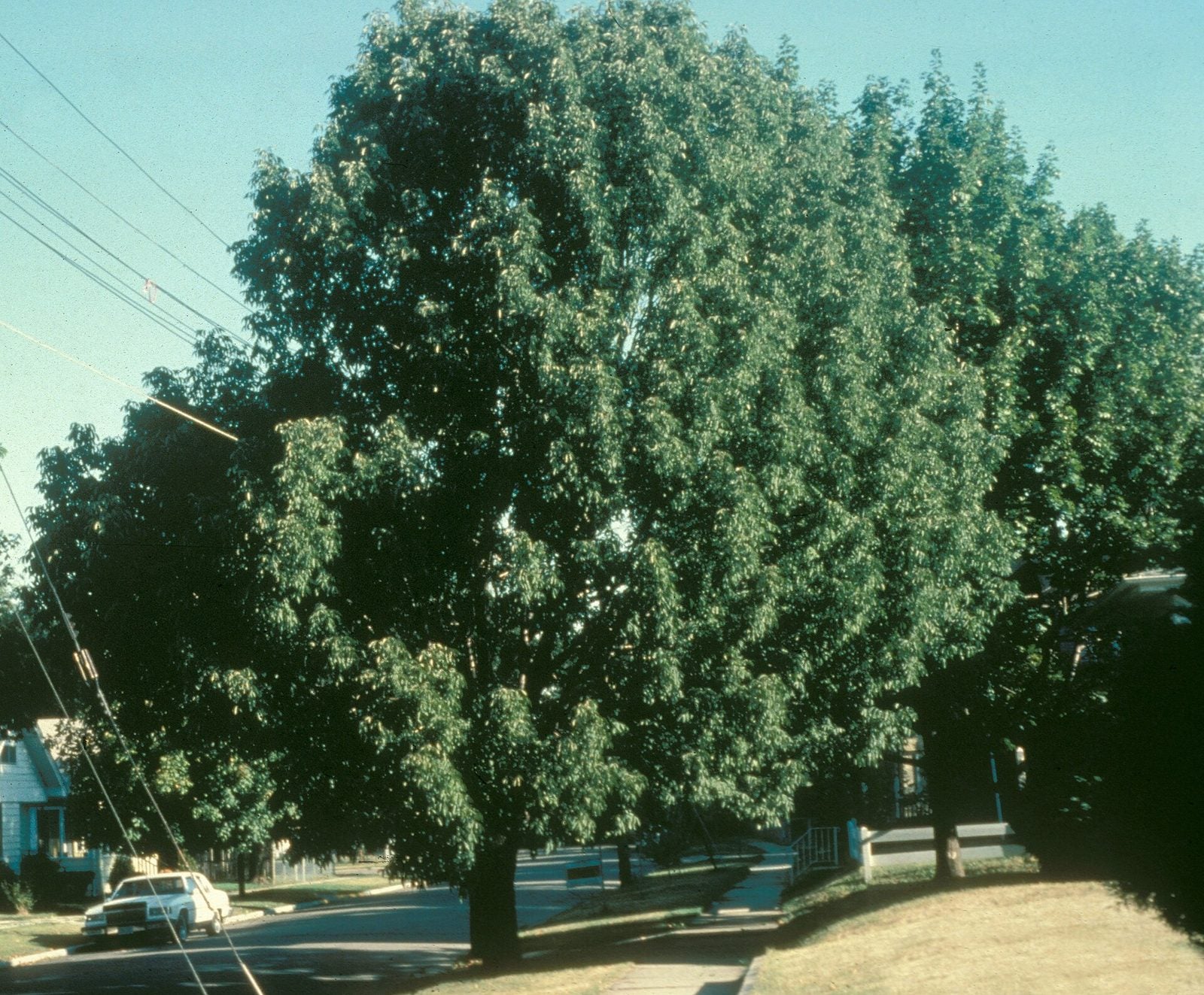 Fresno Americano, planta de Pomelero