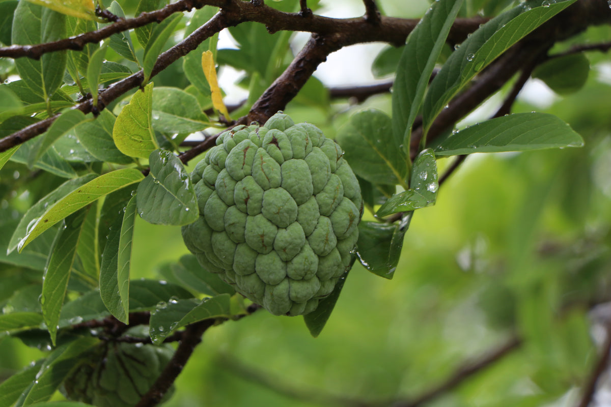 Fruta Del Conde, planta de Pomelero