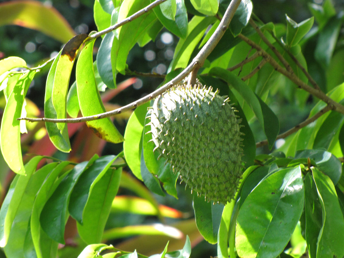 Graviola, planta de Pomelero