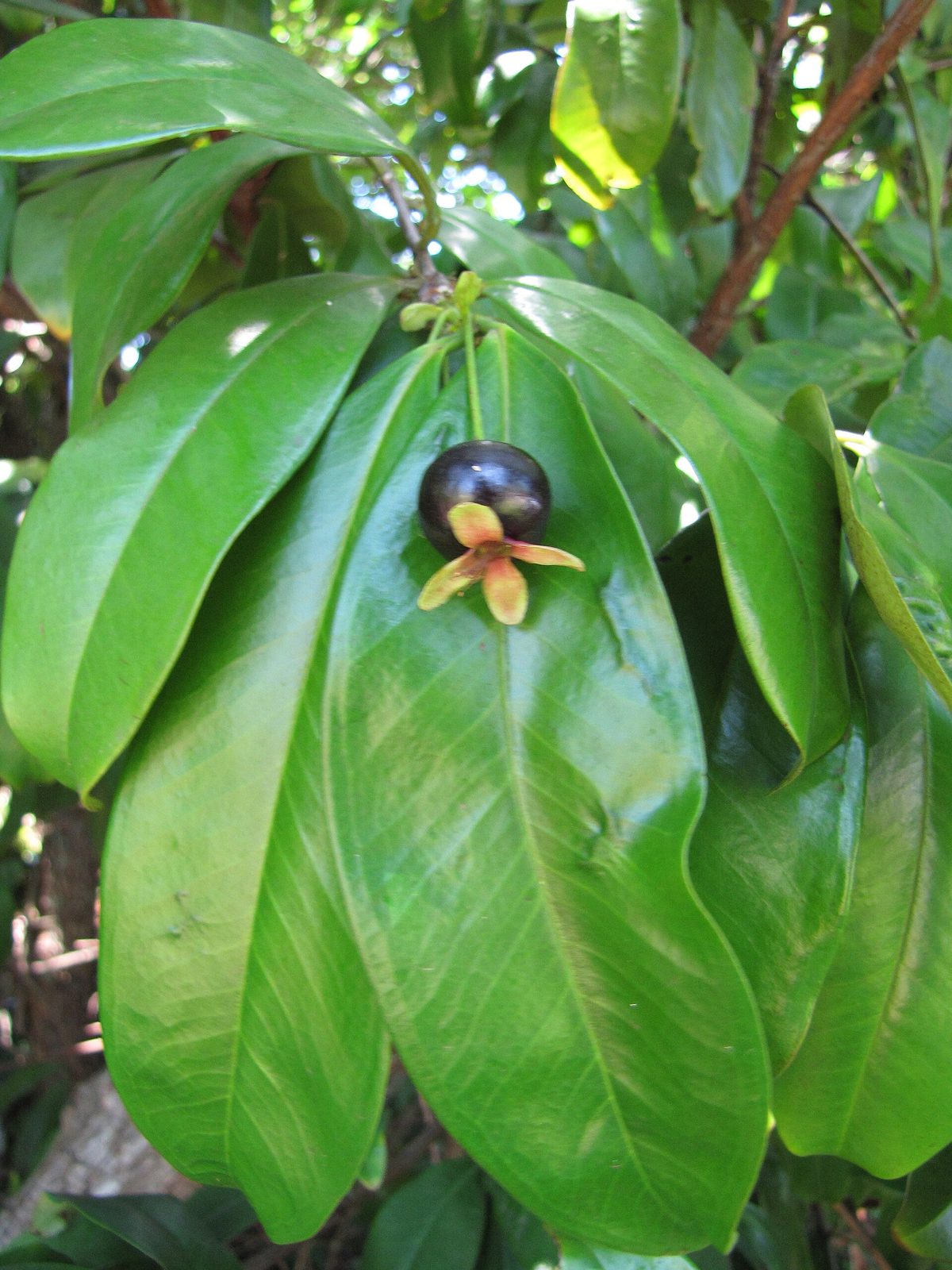 Grumixama, planta de Pomelero