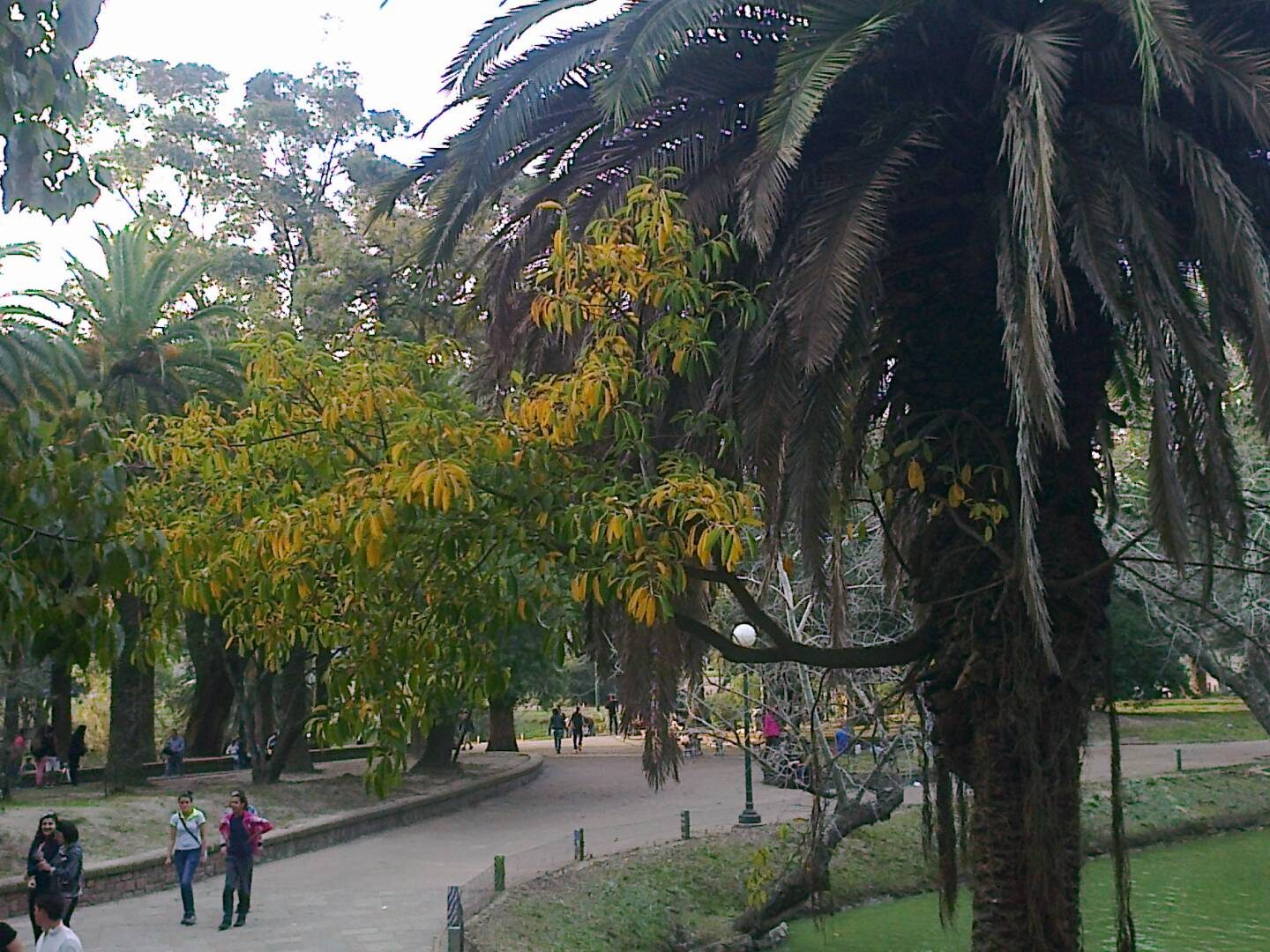 Guapo'y, planta de Pomelero