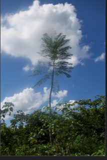 Guapuruvu O Paricá, planta de Pomelero