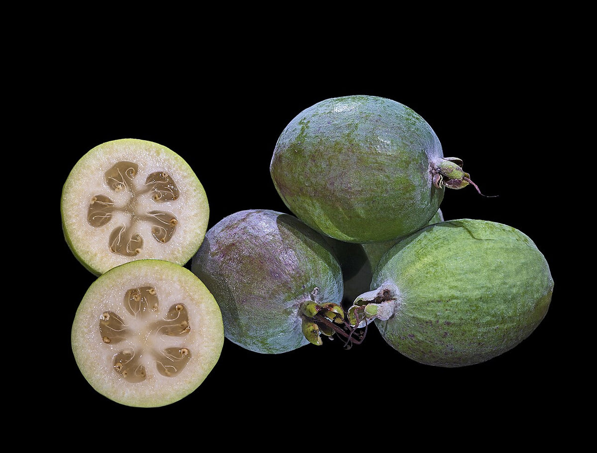 Guayaba Serrana, planta de Pomelero