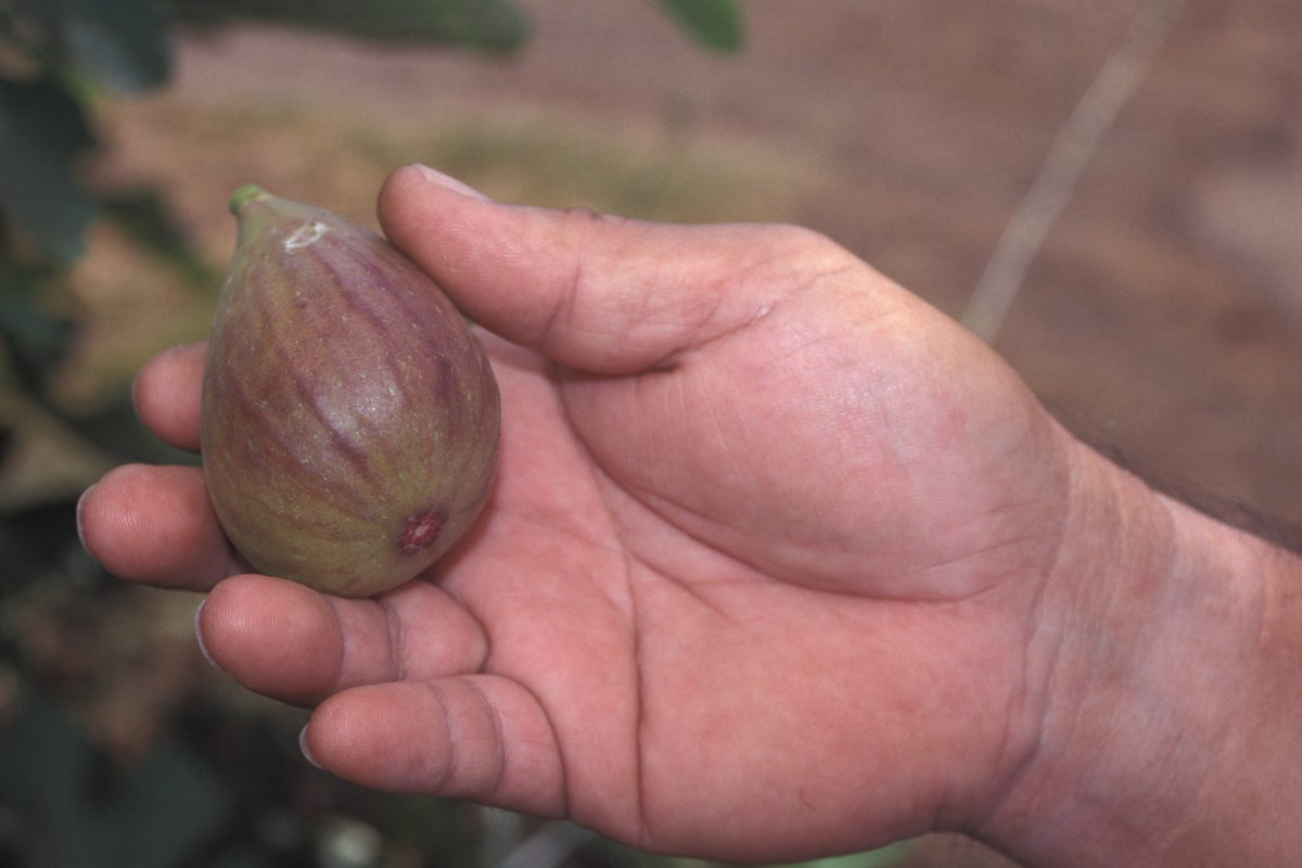 Higo Rojo, planta de Pomelero