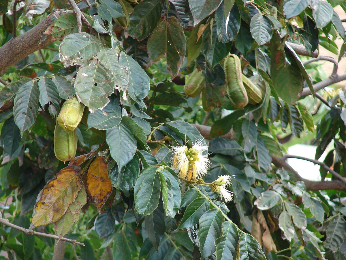 Ingá, planta de Pomelero