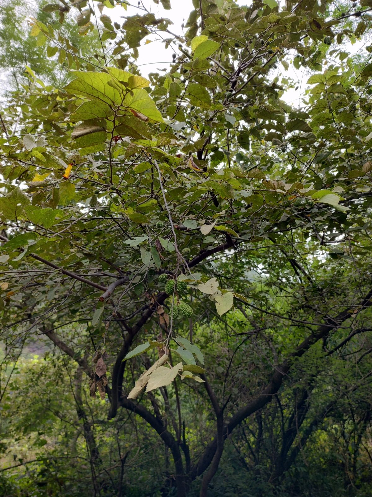 Kamba Akã Guasu, planta de Pomelero
