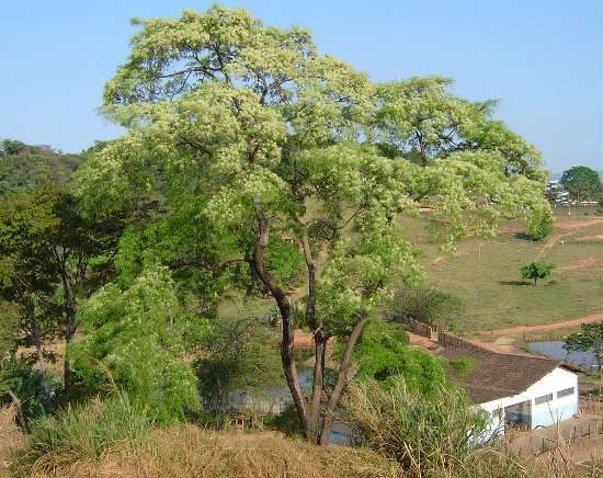 Kurupa'y, planta de Pomelero