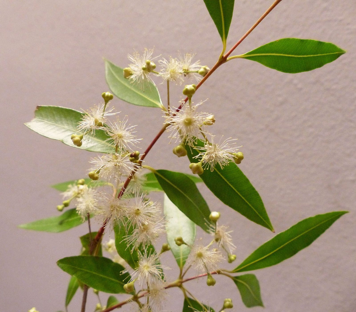 Lapachillo, planta de Pomelero