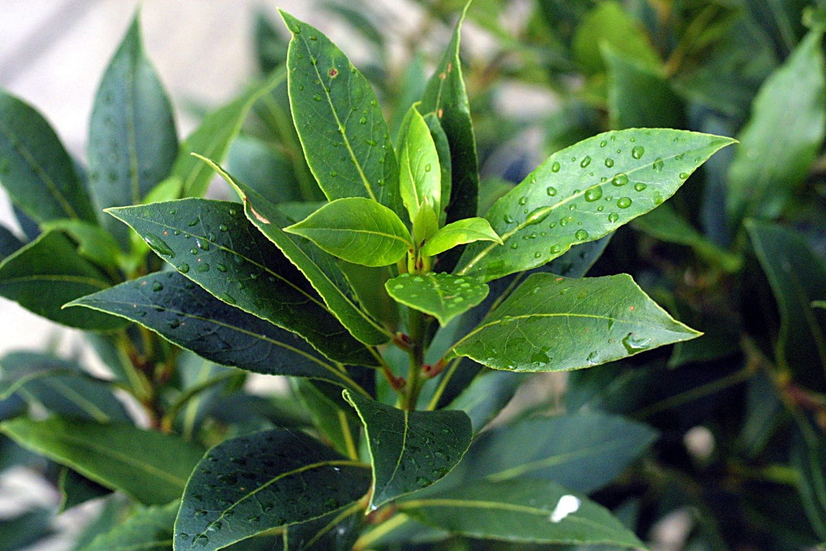 Laurel, planta de Pomelero