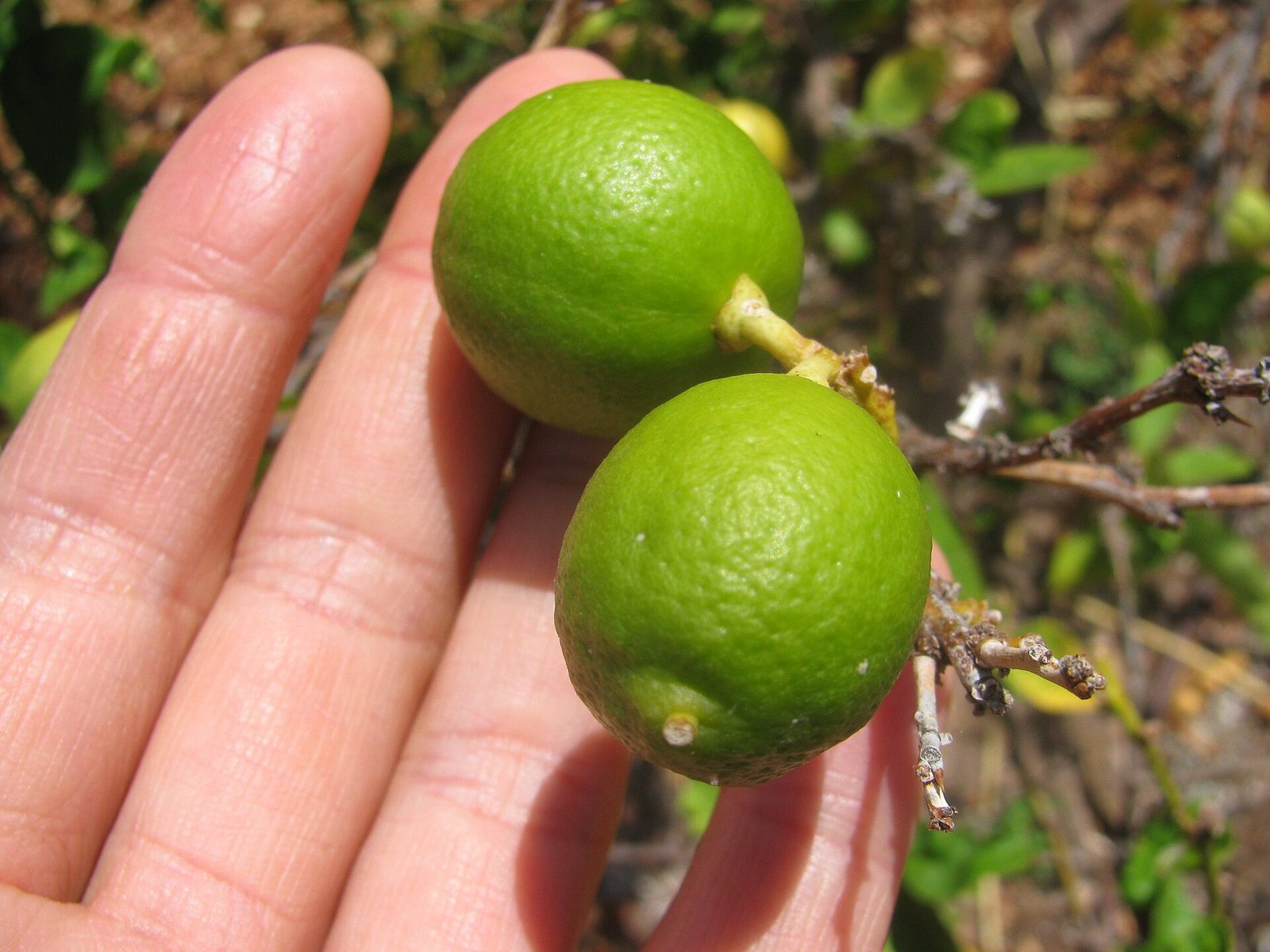 Limón Sutil, planta de Pomelero
