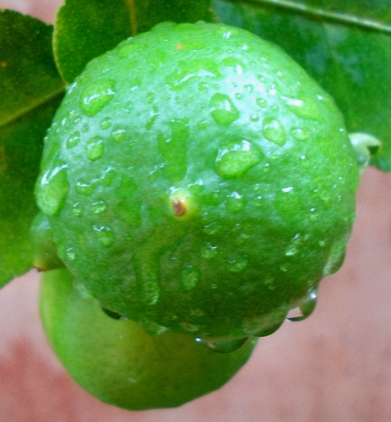 Limón Tahití, planta de Pomelero
