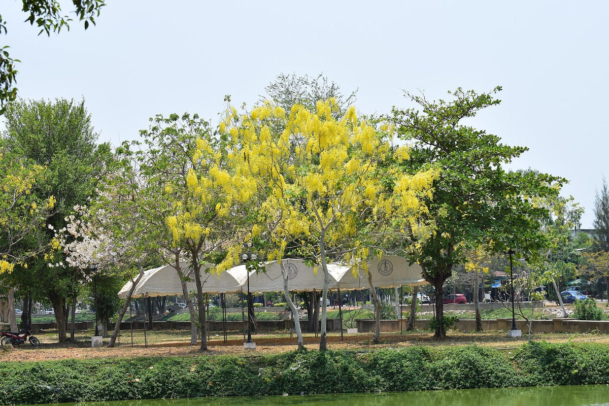 Lluvia De Oro, planta de Pomelero