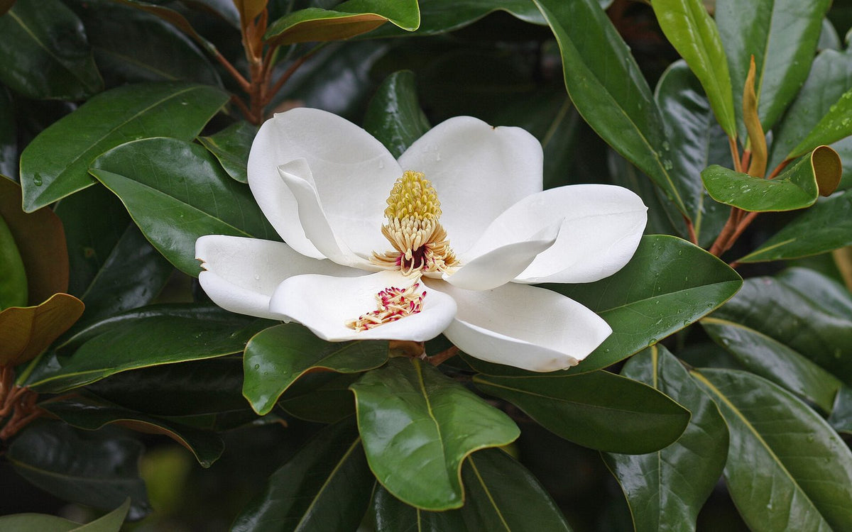 Magnolia Grandiflora, planta de Pomelero