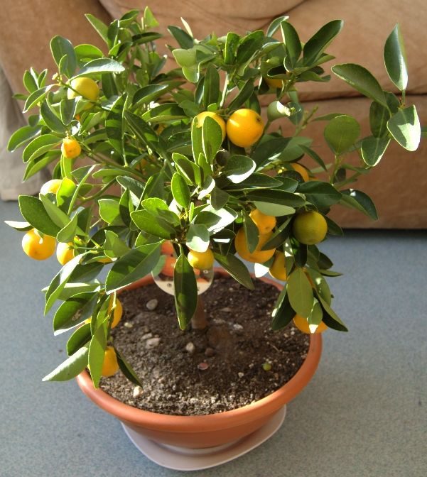 Mandarina Calamondin, planta de Pomelero