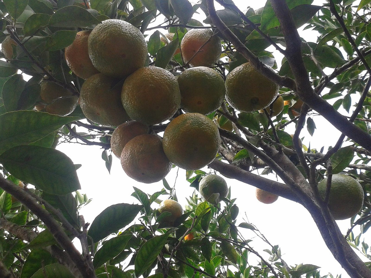 Mandarina Mexerica, planta de Pomelero