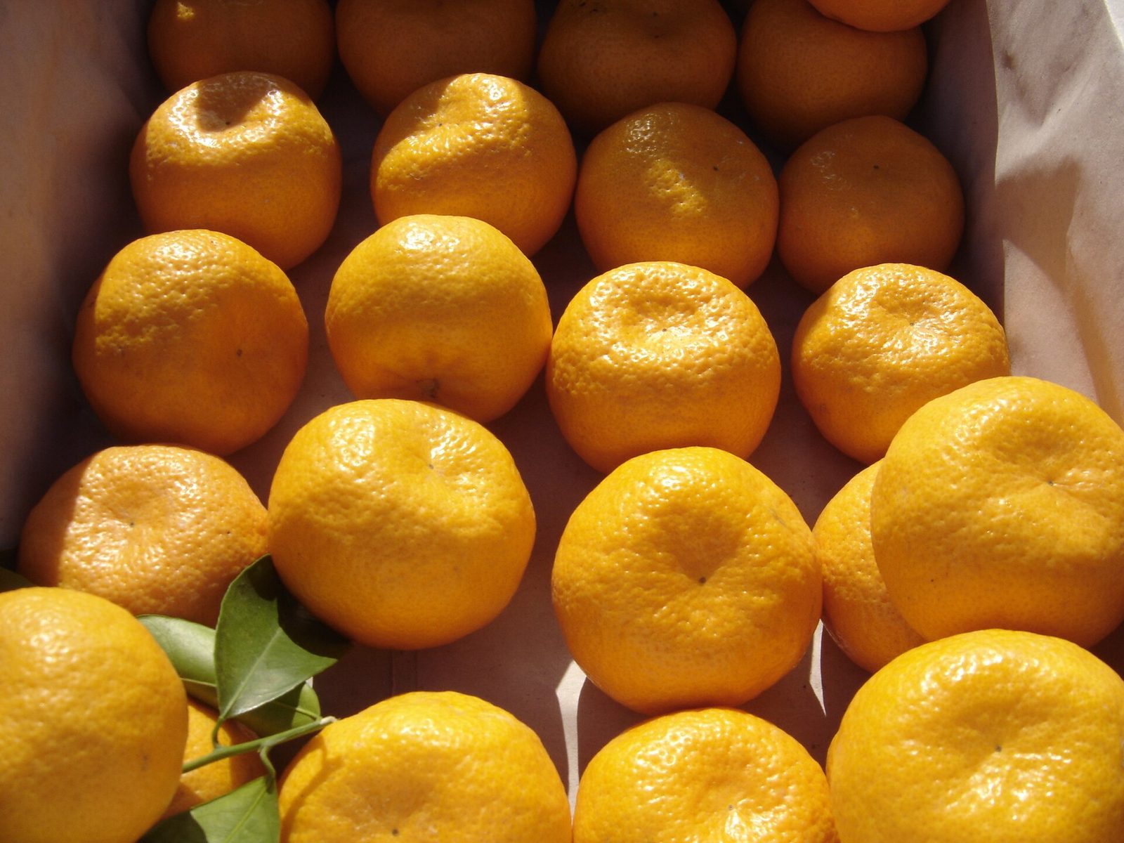Mandarina Montenegrina, planta de Pomelero