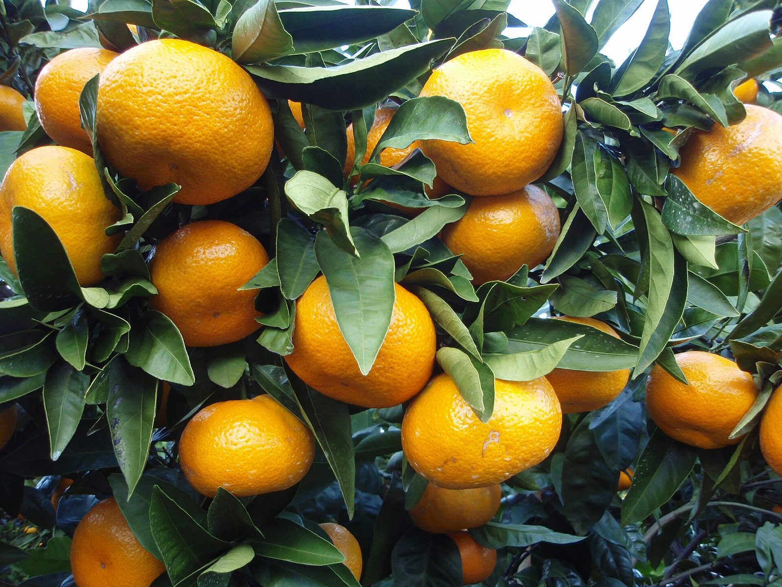 Mandarina Okitsu, planta de Pomelero