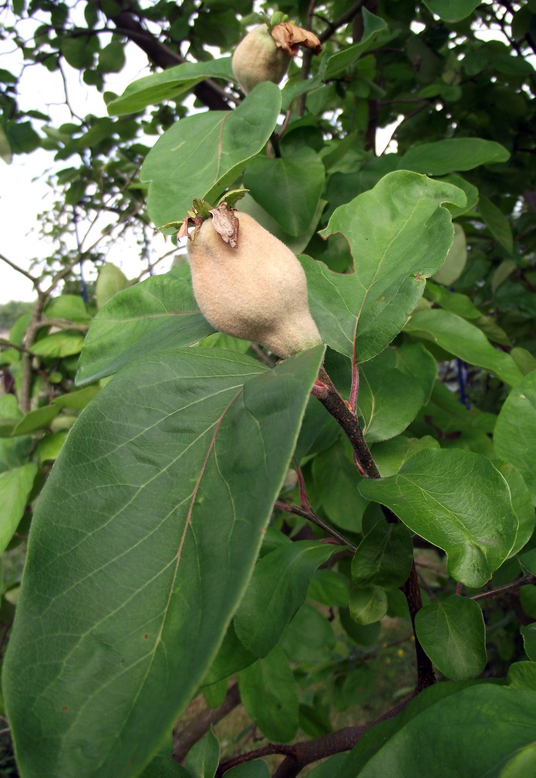 Membrillo, planta de Pomelero