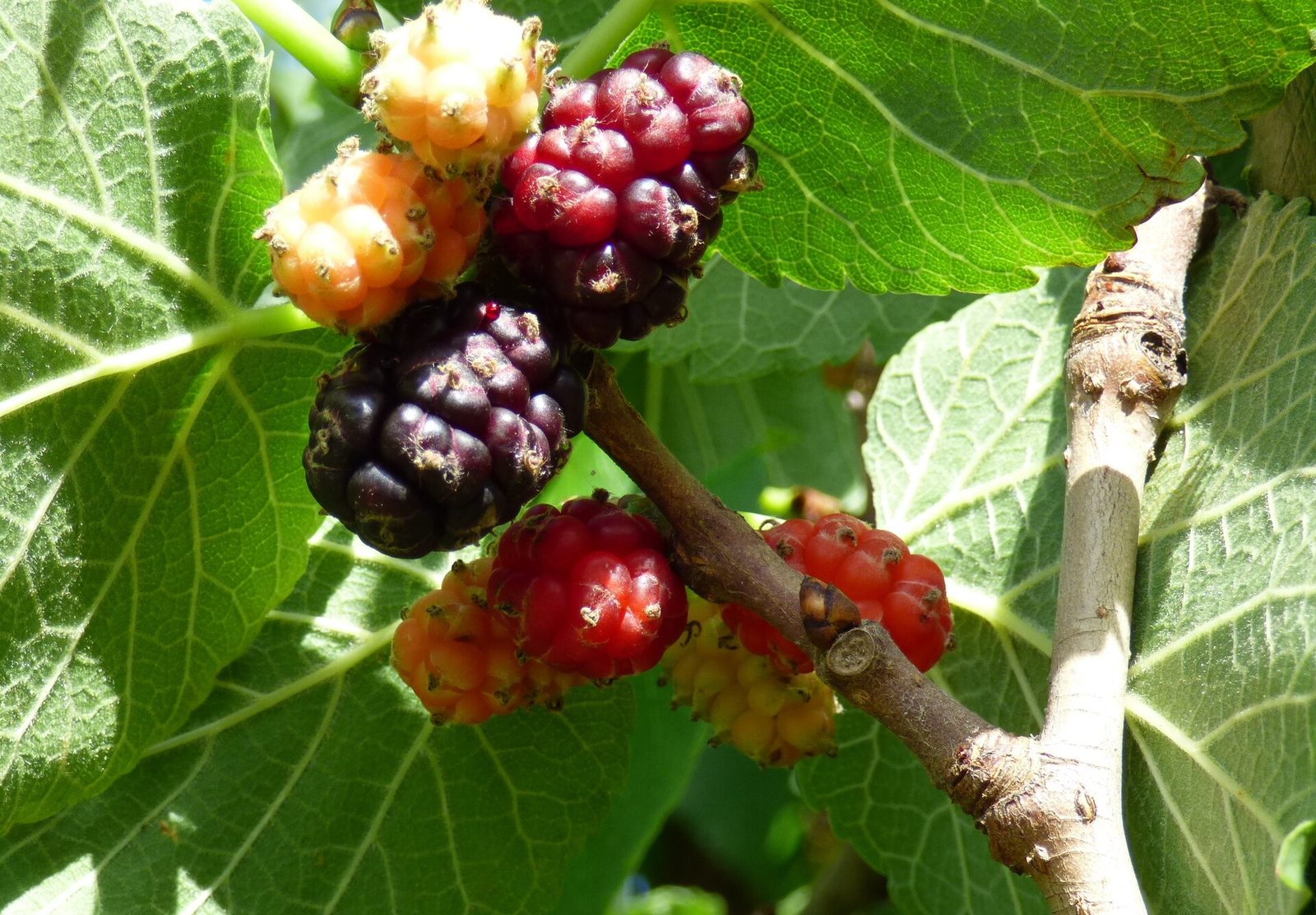 Mora Negra, planta de Pomelero
