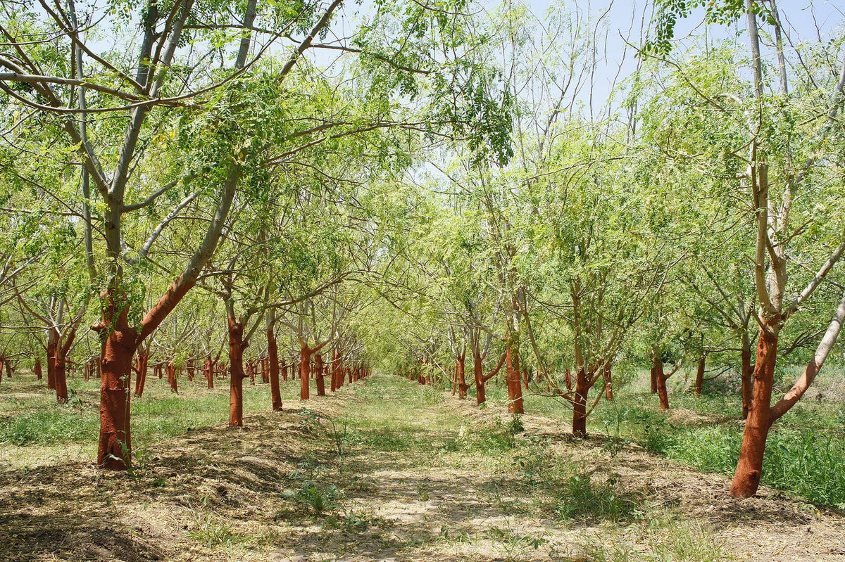 Moringa, planta de Pomelero