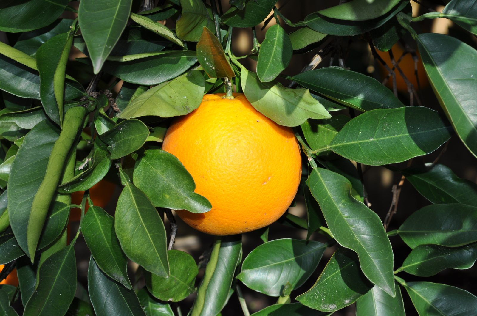 Naranja IAPAR 73, planta de Pomelero