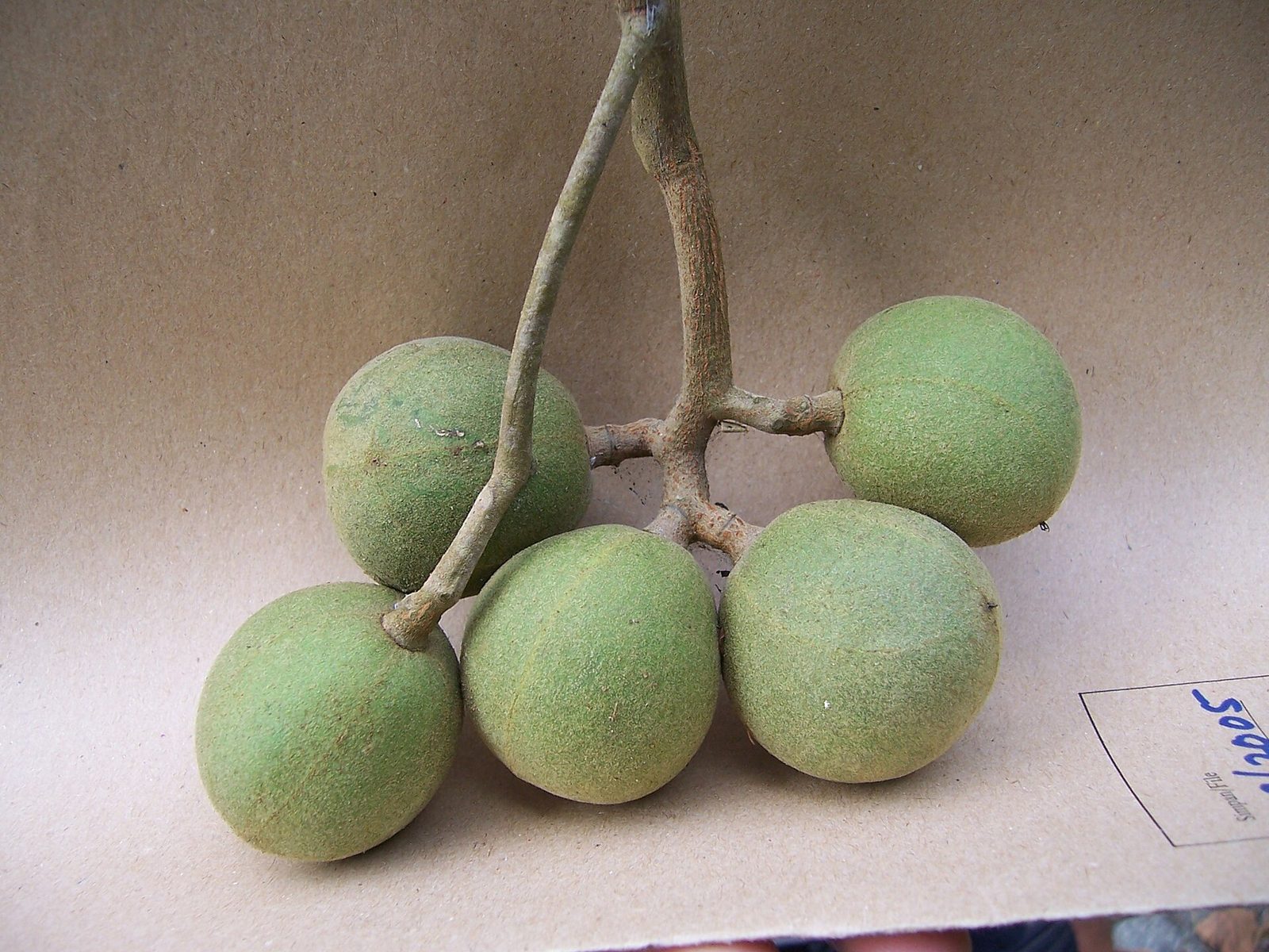 Nuez De La India Aleurites Moloccanus, planta de Pomelero