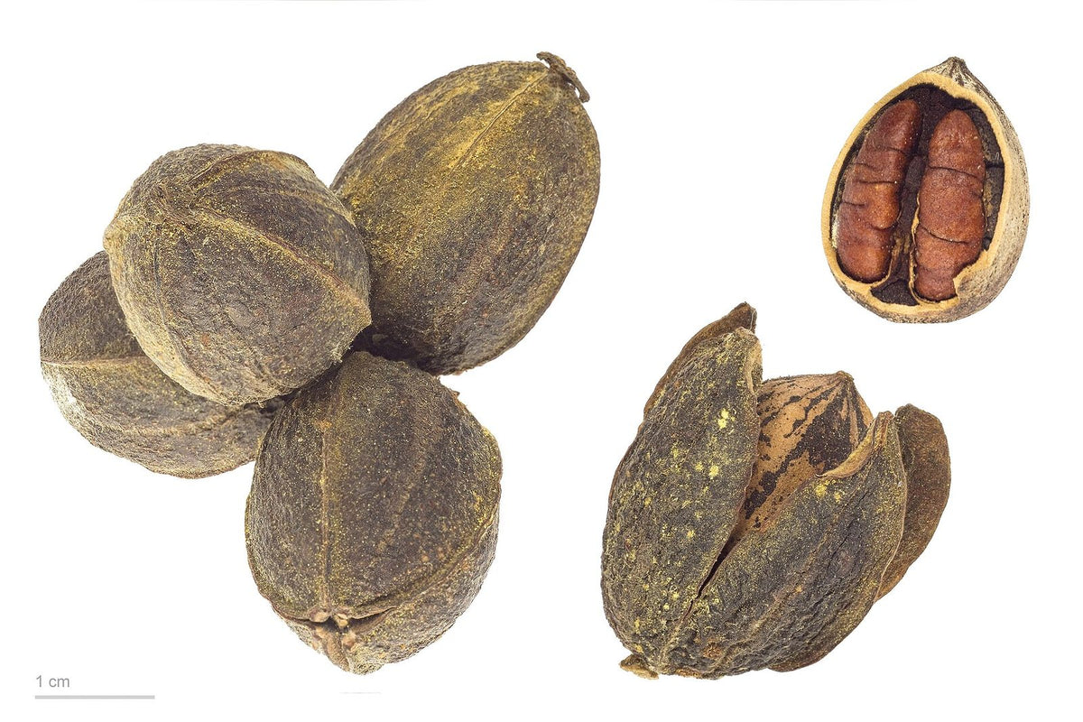 Nuez Pecán, planta de Pomelero