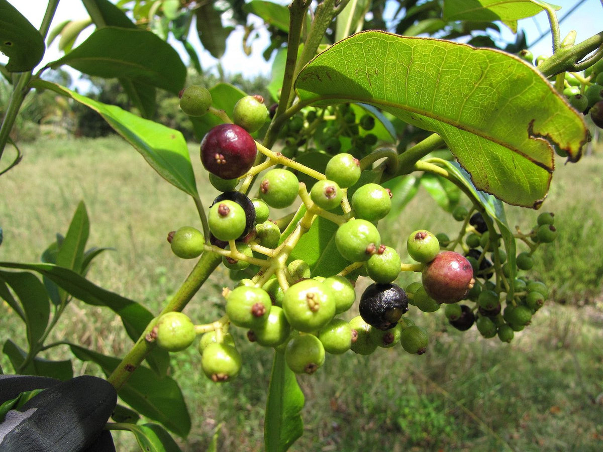 Pimiento De Jamaica, planta de Pomelero