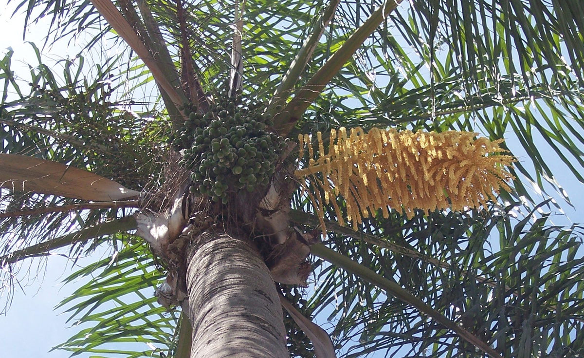 Pindo, planta de Pomelero
