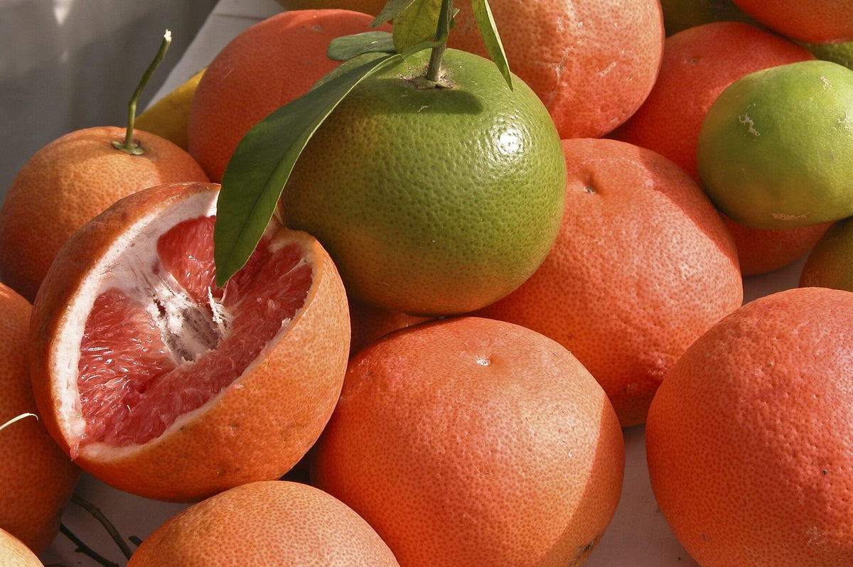 Pomelo Star Ruby, planta de Pomelero