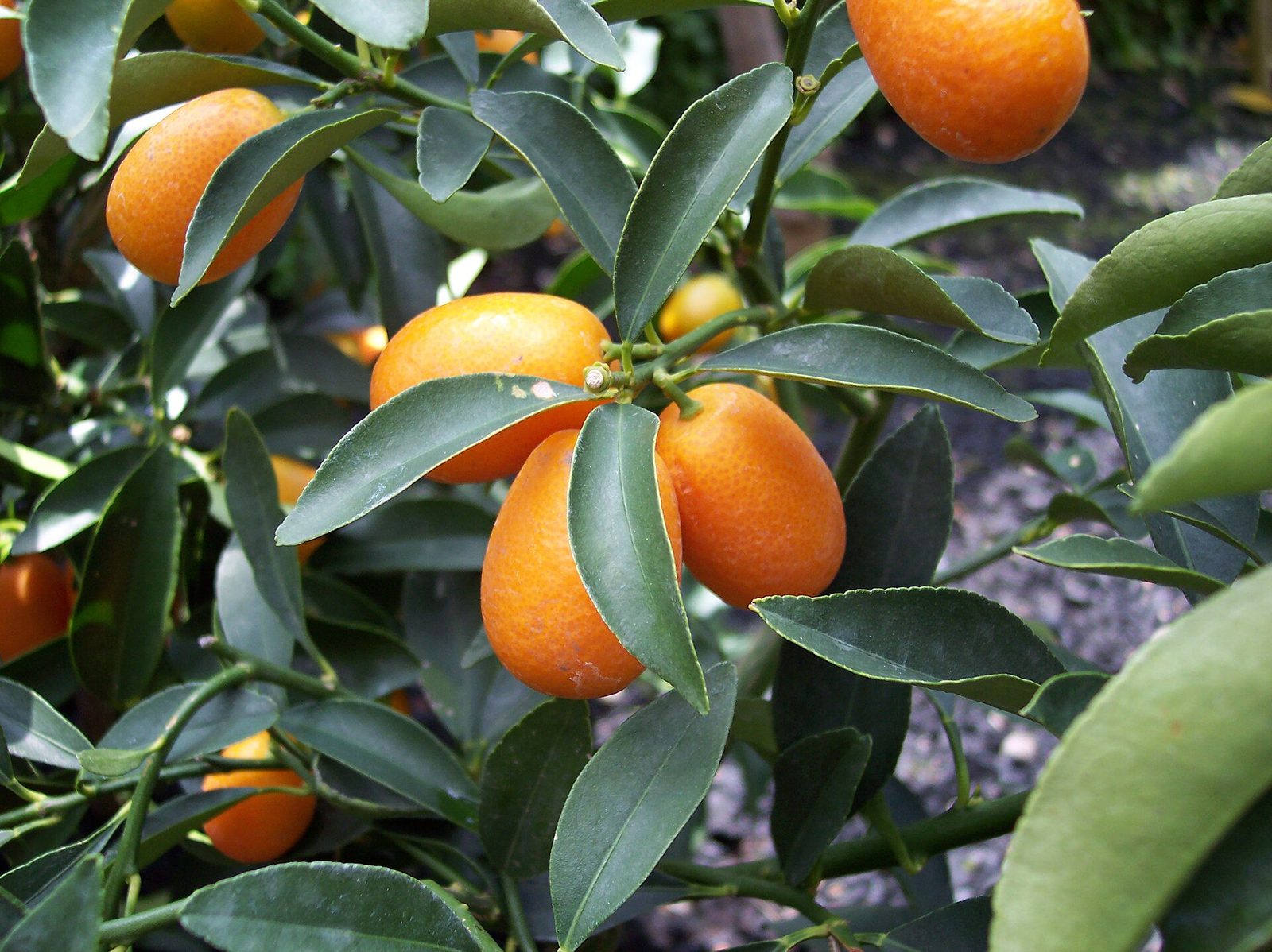 Quinoto, planta de Pomelero