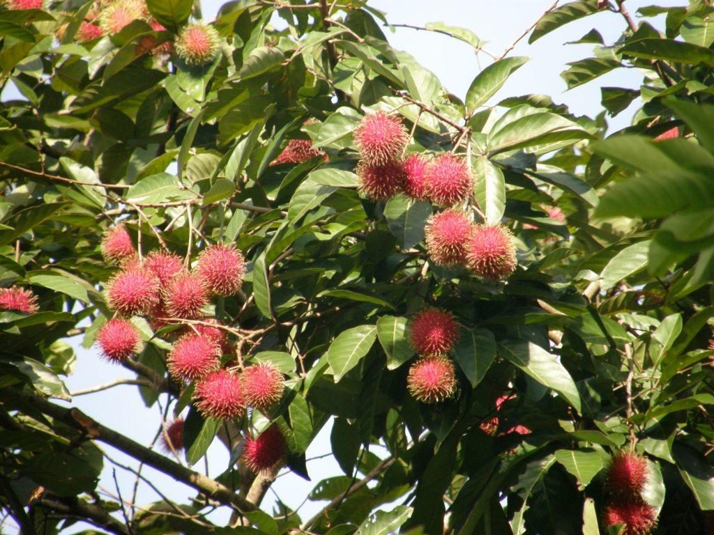 Rambutan, planta de Pomelero