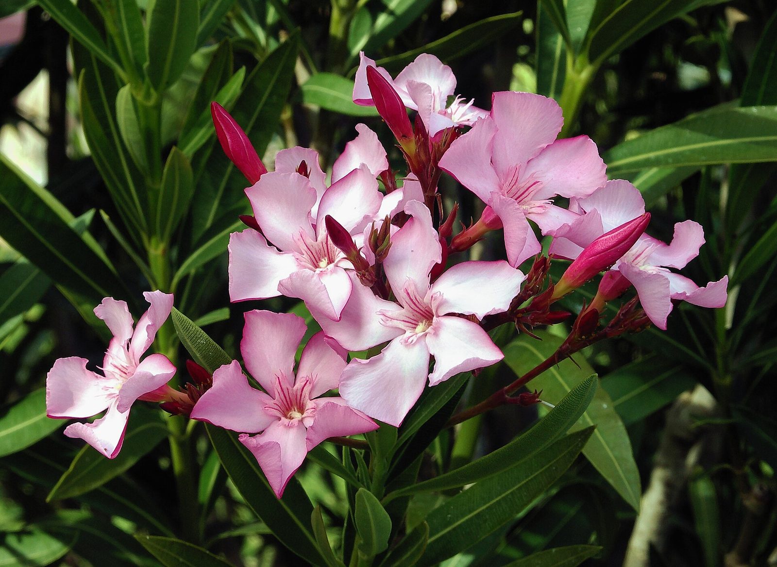 Rosa Laurel, planta de Pomelero