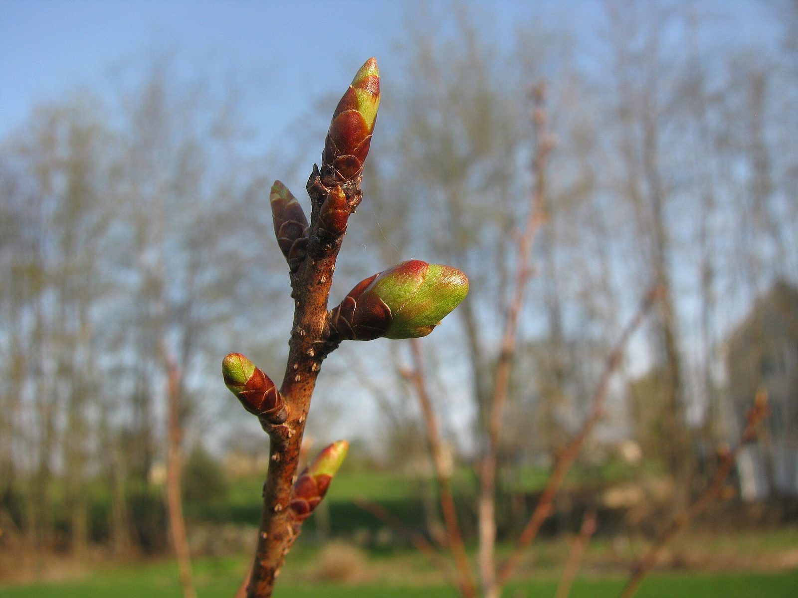 Sakura, planta de Pomelero